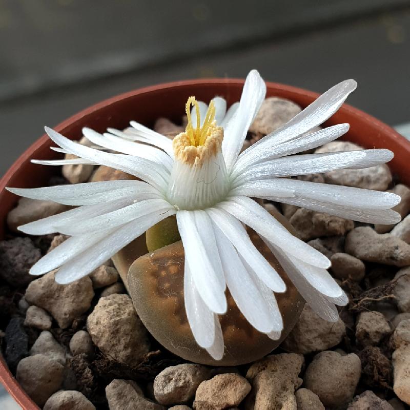 Lithops_hallii_var._hallii_C_090_3.jpg